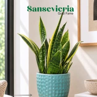 Սանսեվիերիա / Сансевиерия / Sansevieria Gold Fame