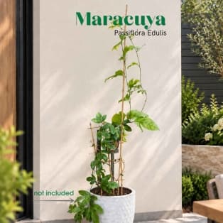 Մարակույա / Маракуйя / Maracuya (Passiflora edulis)