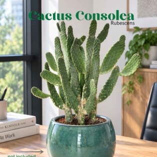 Կակտուս / Кактус / Cactus- Consolea rubescens