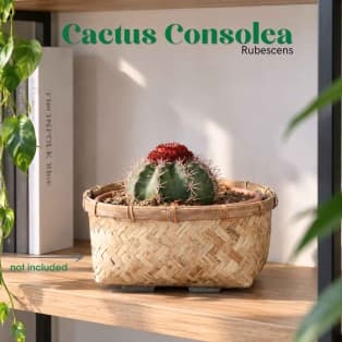 Կակտուս / Кактус / Cactus- Melocactus bahiensis