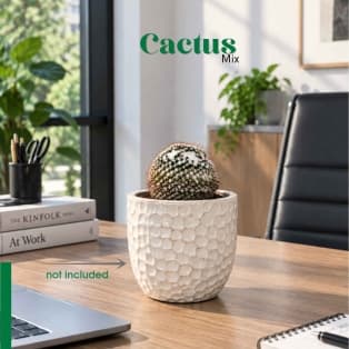 Կակտուս / Кактус / Cactus mix