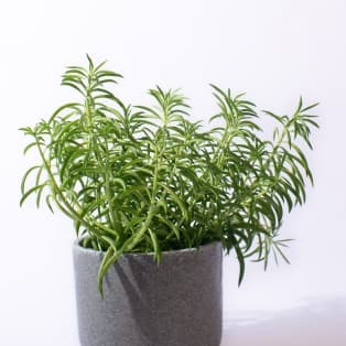 Սանսեվիերիա / Сансевиерия / Sansevieria Cylindrica Bride