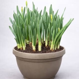 Սպատիֆիլիում / Спатифиллюм / Spathiphyllum Sweet Ricardo