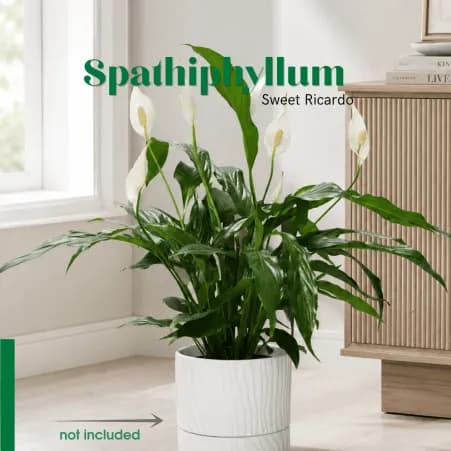 Սպատիֆիլիում / Спатифиллюм / Spathiphyllum Sweet Ricardo