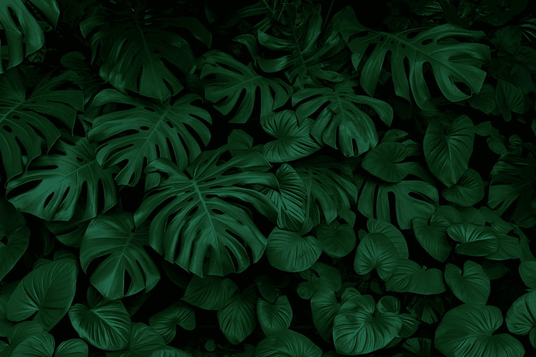 slider left img