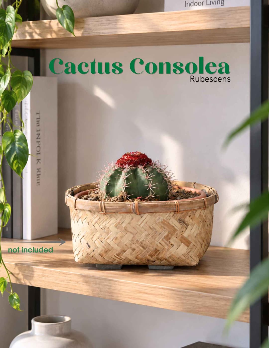 Կակտուս / Кактус / Cactus- Melocactus bahiensis