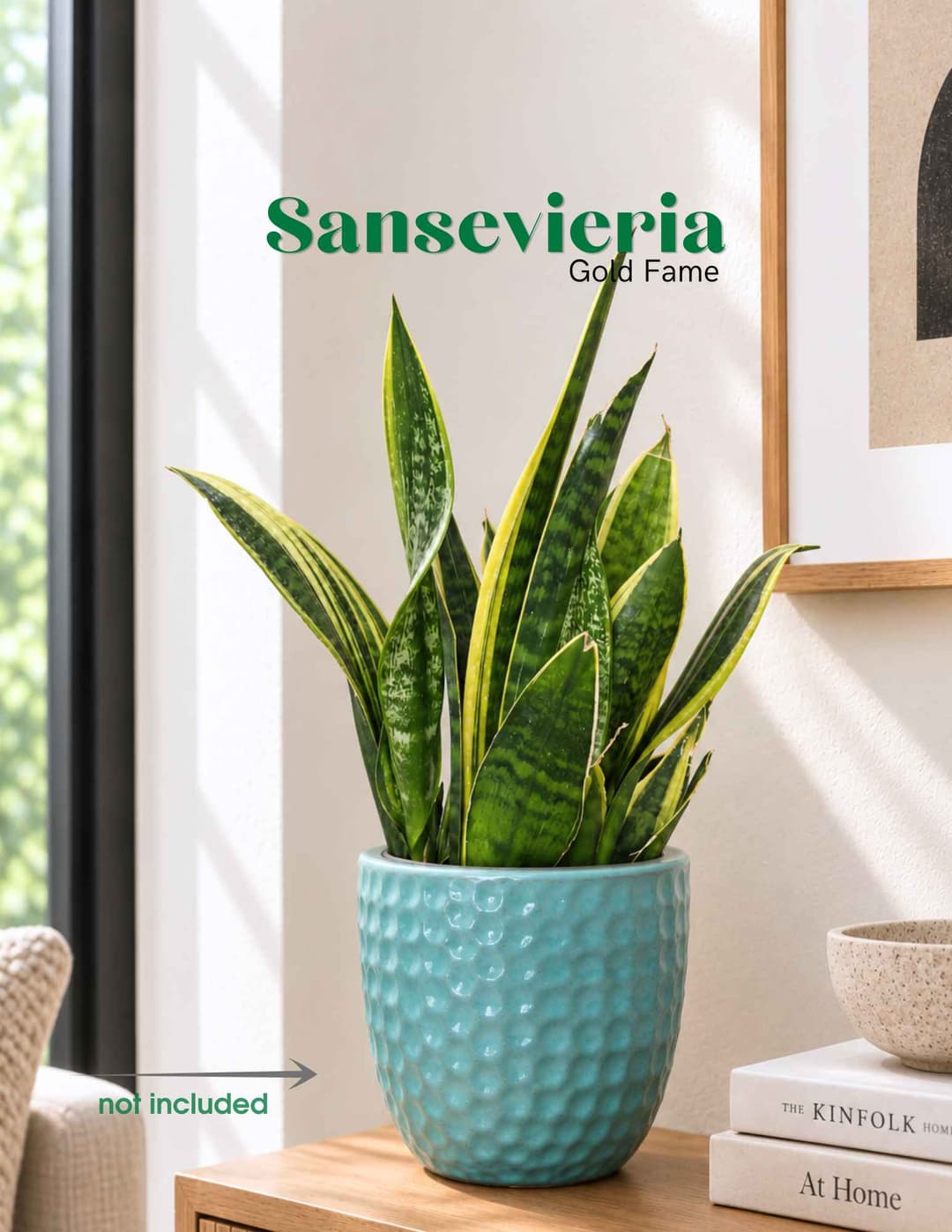 Սանսեվիերիա / Сансевиерия / Sansevieria Gold Fame
