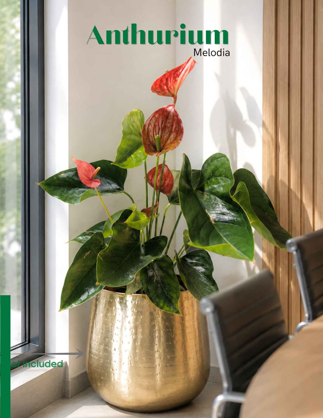 Անթուրիում / Антуриун / Anthurium MELODIA