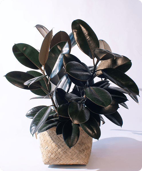 Ficus Abdjan Spray