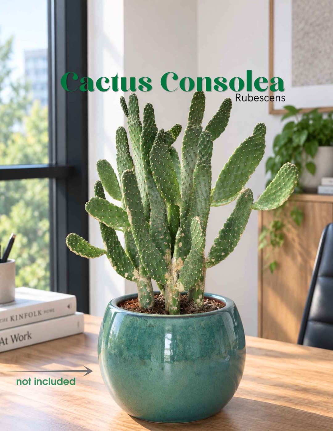 Կակտուս / Кактус / Cactus- Consolea rubescens