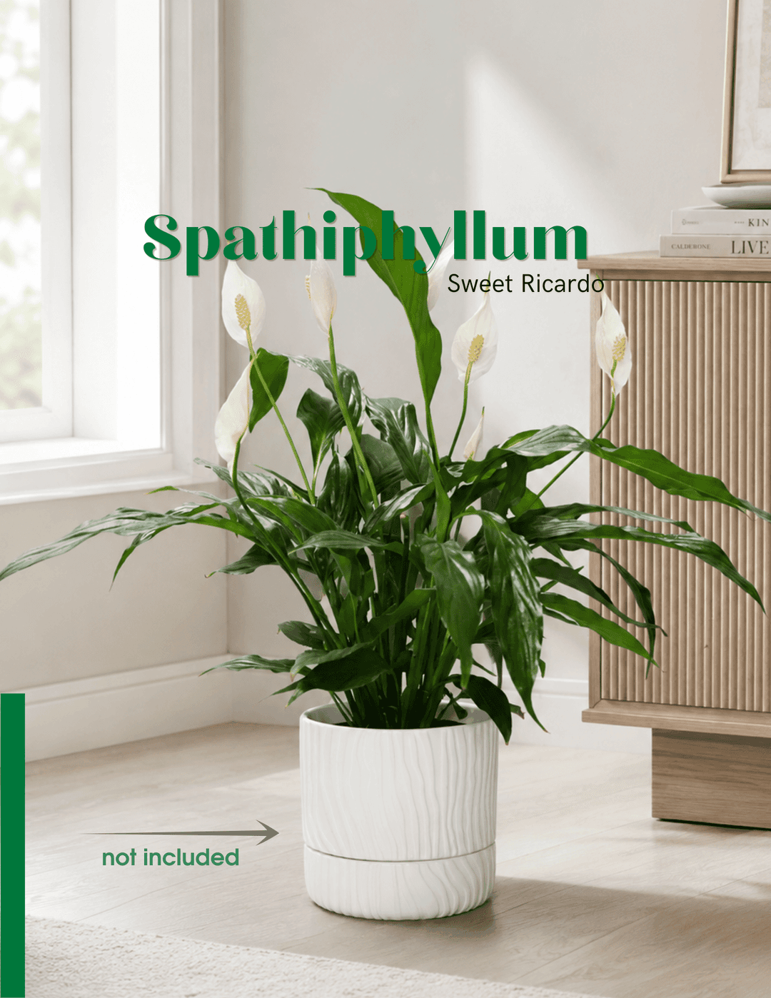 Սպատիֆիլիում / Спатифиллюм / Spathiphyllum Sweet Ricardo